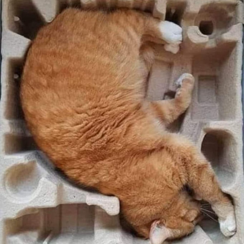 Orange KaT In Mint Condition:)